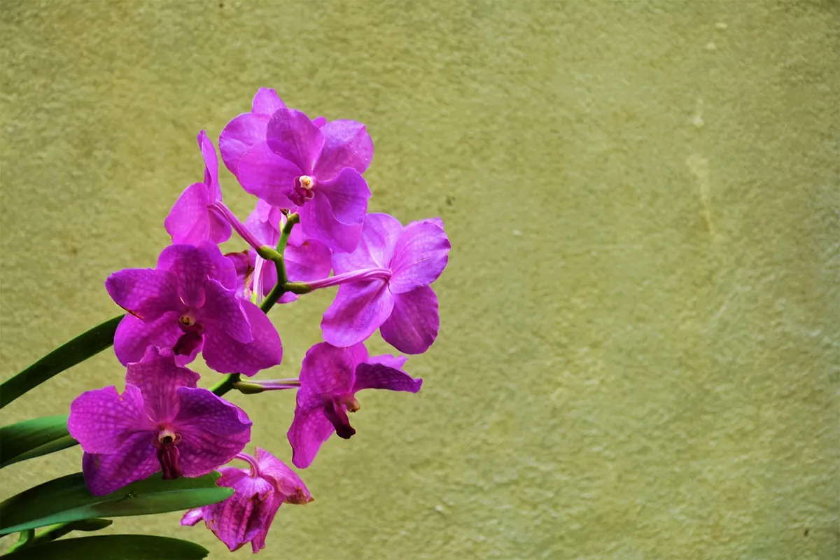 Beginner's Guide to Caring for Indoor Flowering Plants in a British Home
